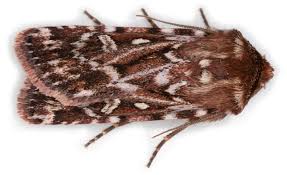 Attēlu rezultāti vaicājumam “Lycophotia porphyrea”