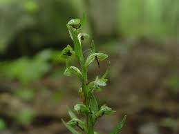 Attēlu rezultāti vaicājumam “Coeloglossum viride flower”