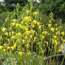 Attēlu rezultāti vaicājumam “Agrimonia pilosa flower”