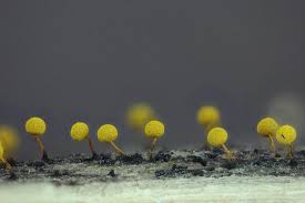 Attēlu rezultāti vaicājumam “Physarum oblatum macro”