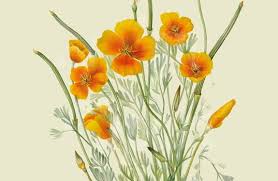 Attēlu rezultāti vaicājumam “Eschscholzia californica leaf”