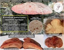 Attēlu rezultāti vaicājumam “Fistulina hepatica”