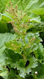 Attēlu rezultāti vaicājumam “Chenopodium bonus-henricus”