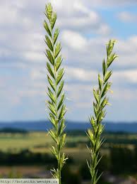 Attēlu rezultāti vaicājumam “Elytrigia repens flower”