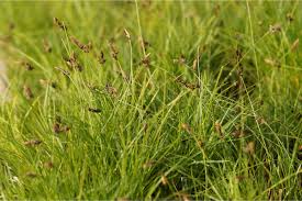 Attēlu rezultāti vaicājumam “Carex montana”