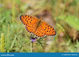 Attēlu rezultāti vaicājumam “Argynnis niobe”