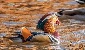 Attēlu rezultāti vaicājumam “Aix galericulata”