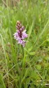 Attēlu rezultāti vaicājumam “Dactylorhiza fuchsii bud”