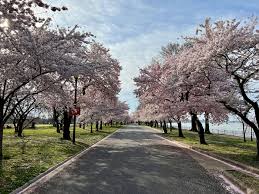 Image result for Blossom Way Sports & Social Club