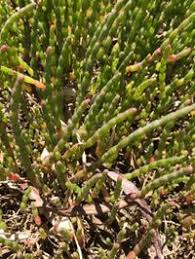 Attēlu rezultāti vaicājumam “Chenopodiaceae”