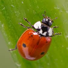 Attēlu rezultāti vaicājumam “Adalia bipunctata”