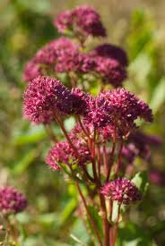 Attēlu rezultāti vaicājumam “Hylotelephium telephium flower”