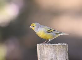 Image result for Carduelis citrinella