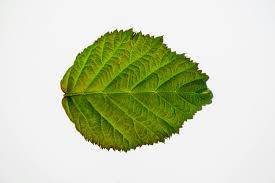 Attēlu rezultāti vaicājumam “Alnus incana leaf”