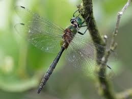 Attēlu rezultāti vaicājumam “Somatochlora flavomaculata”