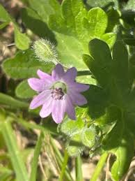 Attēlu rezultāti vaicājumam “Geranium molle leaf”