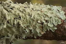 Attēlu rezultāti vaicājumam “Flavoparmelia caperata”