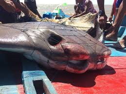 Image result for Rhinoptera brasiliensis