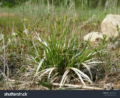 Attēlu rezultāti vaicājumam “Carex lepidocarpa leaf”