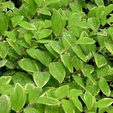 Attēlu rezultāti vaicājumam “Polygonatum odoratum leaf”