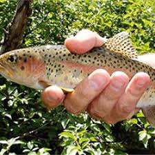 Image result for Oncorhynchus clarkii