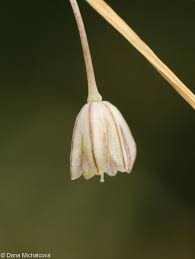 Attēlu rezultāti vaicājumam “Allium oleraceum bud”