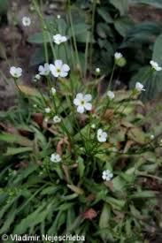 Attēlu rezultāti vaicājumam “Androsace septentrionalis fruit”