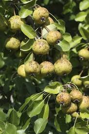 Attēlu rezultāti vaicājumam “Pyrus pyraster fruit”