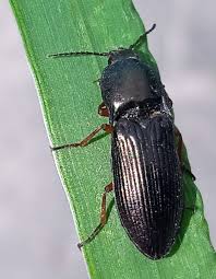 Attēlu rezultāti vaicājumam “Selatosomus aeneus”