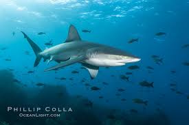 Image result for Carcharhinus galapagensis
