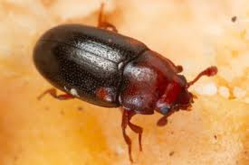 Attēlu rezultāti vaicājumam “Dacne bipustulata”