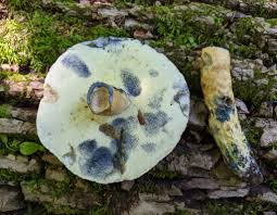Attēlu rezultāti vaicājumam “Gyroporus cyanescens”