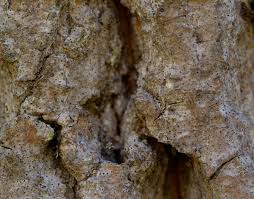 Attēlu rezultāti vaicājumam “Arthonia byssacea”