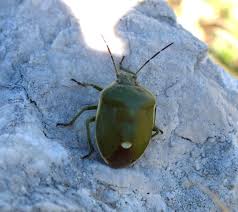 Attēlu rezultāti vaicājumam “Chlorochroa juniperina”