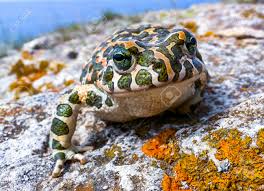 Attēlu rezultāti vaicājumam “Pseudepidalea viridis adult”