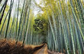 Image result for New Path Martial Arts Academy