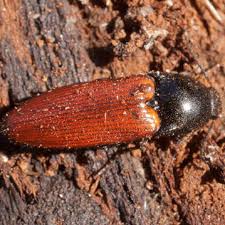 Attēlu rezultāti vaicājumam “Ampedus pomorum”