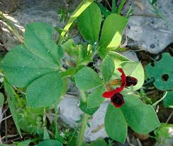 Image result for Lotus tetragonolobus