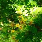 Attēlu rezultāti vaicājumam “Crepis paludosa leaf”