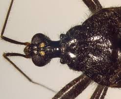 Attēlu rezultāti vaicājumam “Reduvius personatus”