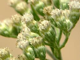 Attēlu rezultāti vaicājumam “Enteridium corticatum”