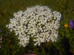 Attēlu rezultāti vaicājumam “Selinum carvifolia”