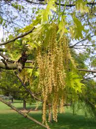 Attēlu rezultāti vaicājumam “Quercus rubra flower”