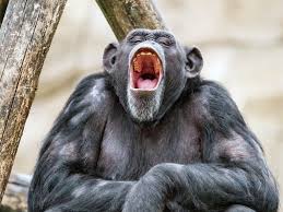 Image result for geeuw