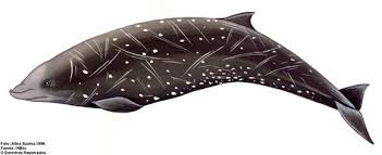 Image result for Ziphius cavirostris