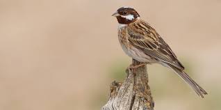 Attēlu rezultāti vaicājumam “Emberiza schoeniclus eggs”