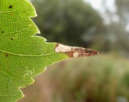 Attēlu rezultāti vaicājumam “Roeslerstammia erxlebella”