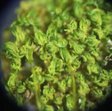 Attēlu rezultāti vaicājumam “Gymnostomum calcareum”