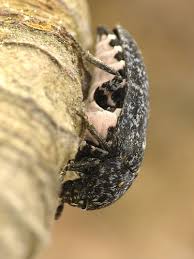 Attēlu rezultāti vaicājumam “Dermestes murinus”