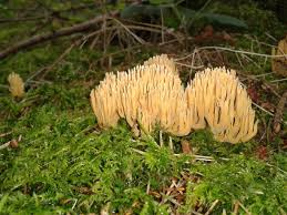 Attēlu rezultāti vaicājumam “Clavicorona pyxidata”